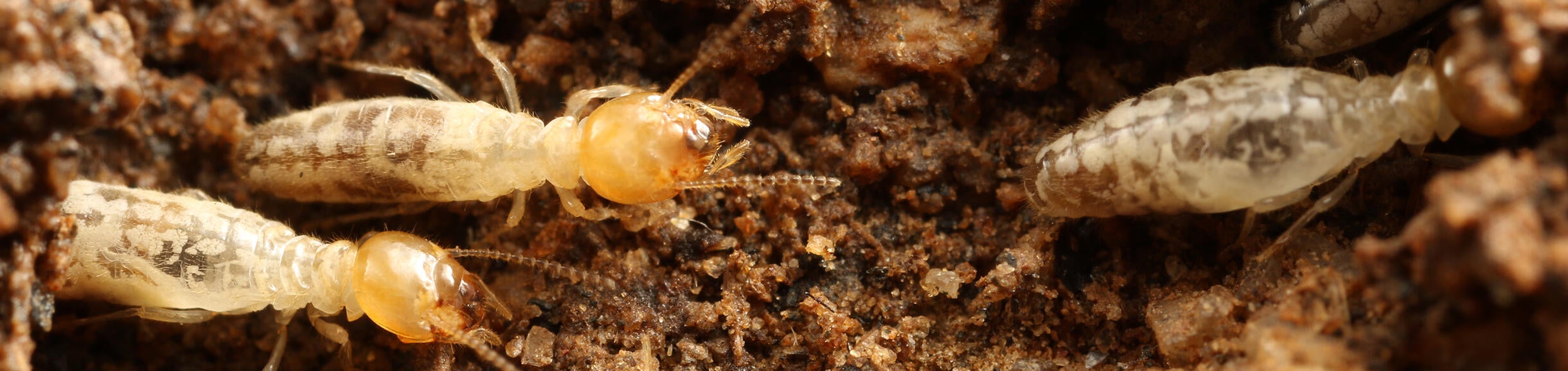 Gnathamitermes sp. termites