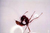 Stinging Ant