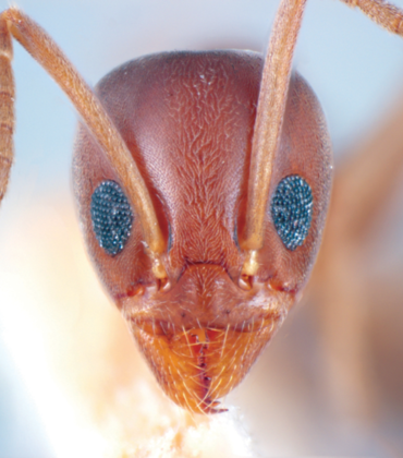 Ant close-up
