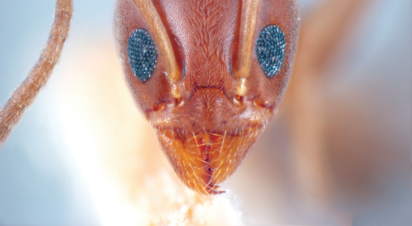 Ant close-up