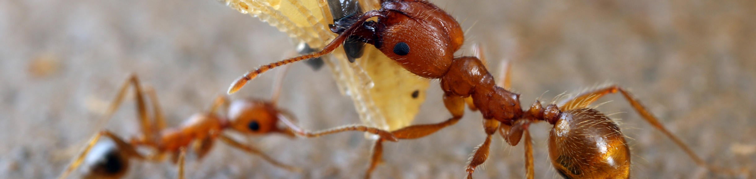 Pheidole ant carrying a pupa